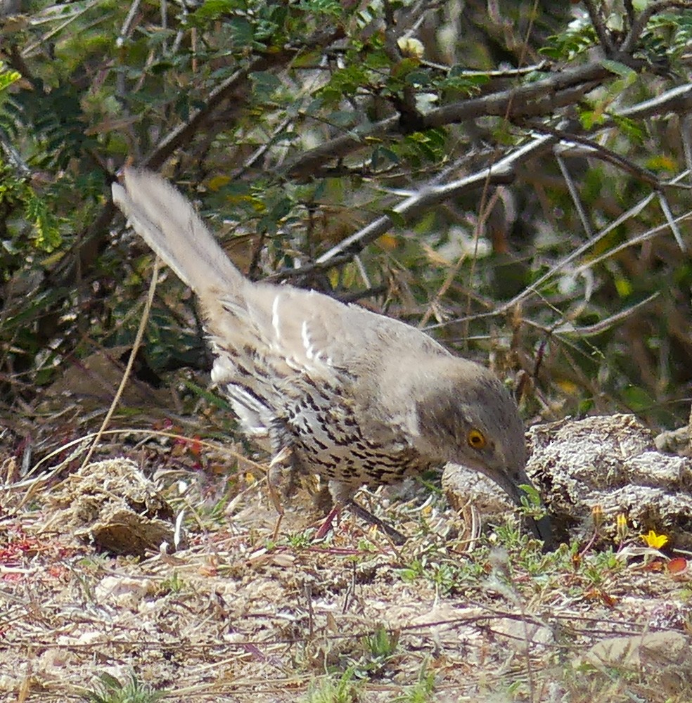 Gray Thrasher - Sandra Farkas