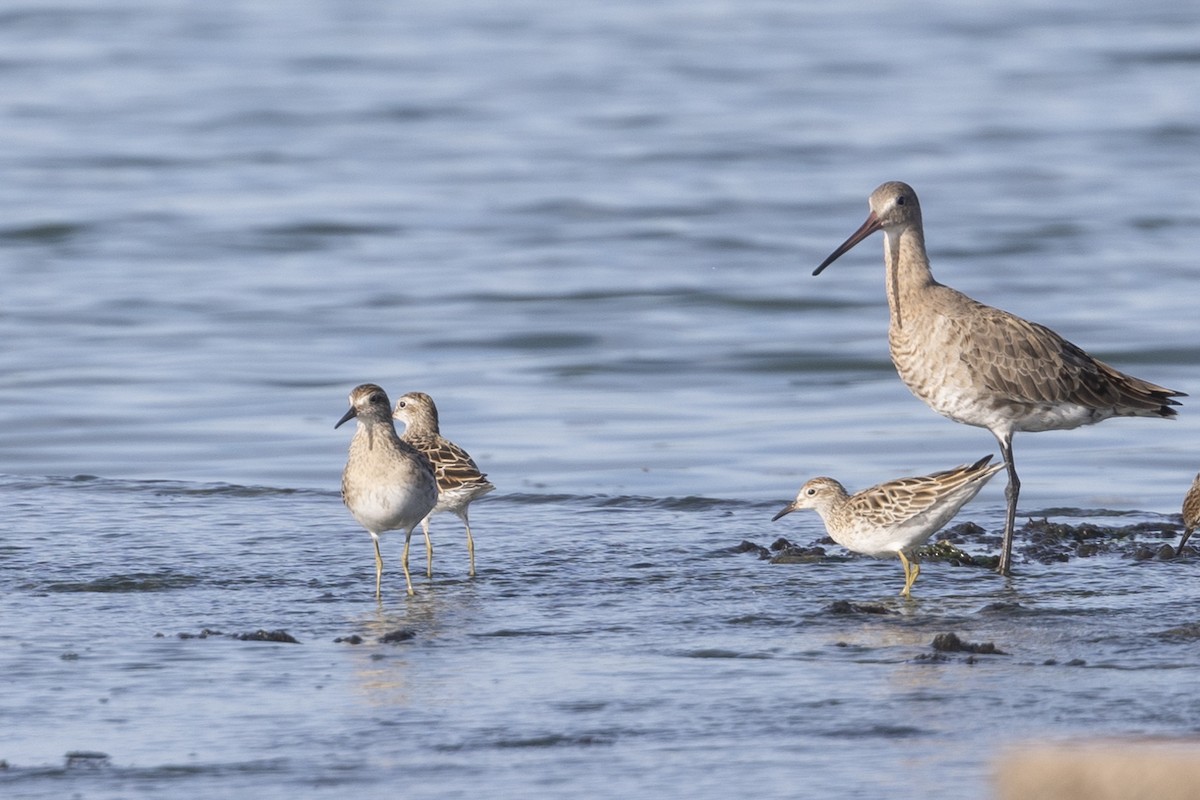 Sharp-tailed Sandpiper - ML615850382