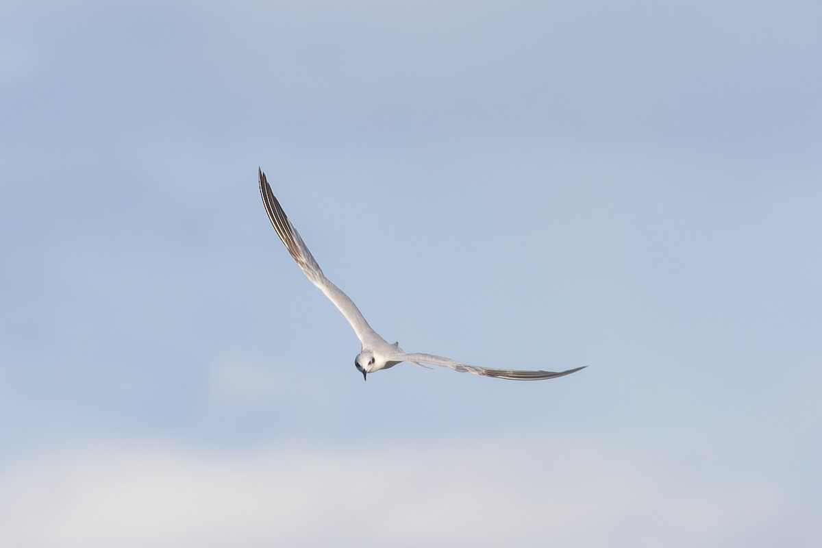 Gull-billed Tern - ML615850396