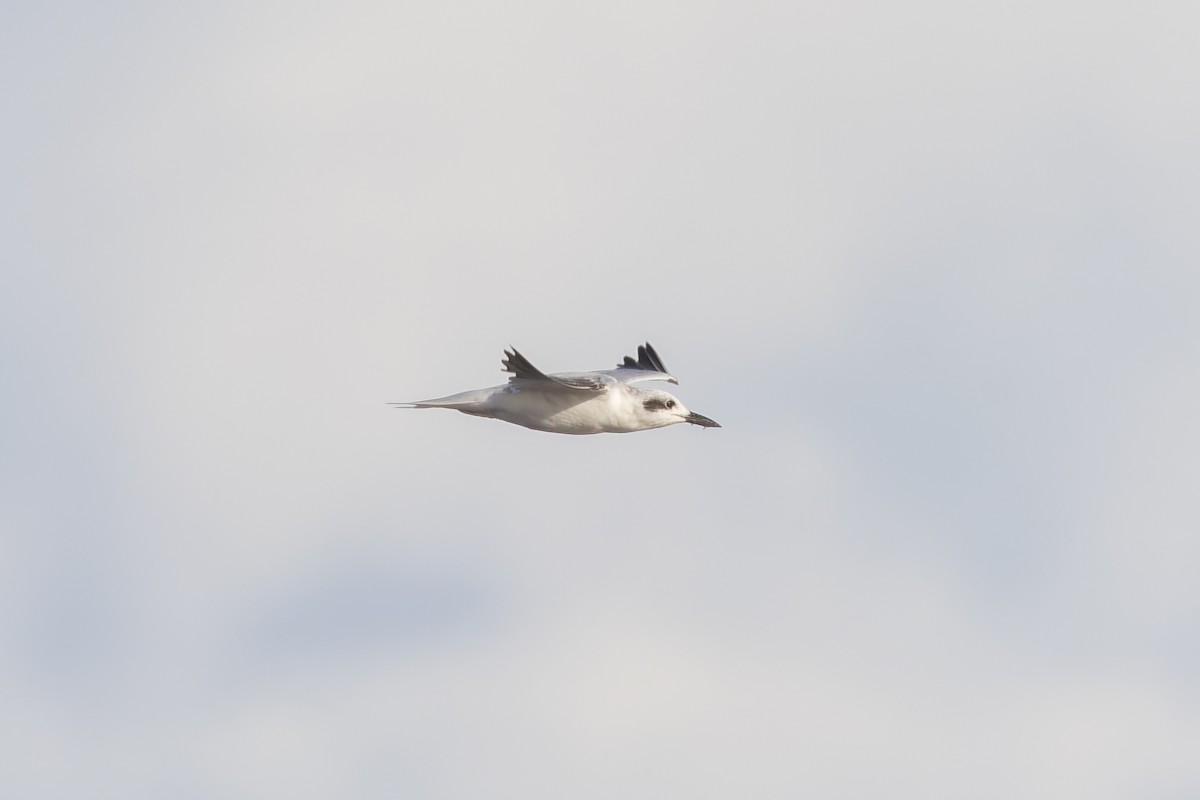 Gull-billed Tern - ML615850397