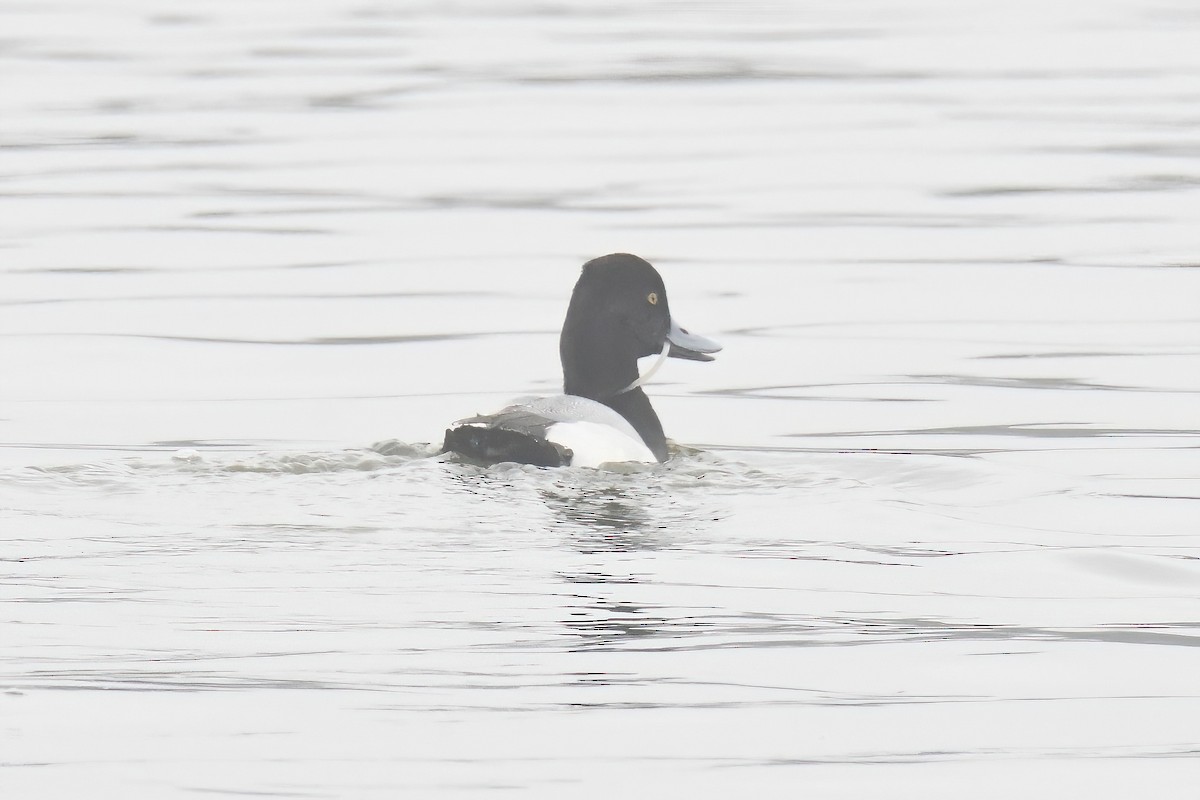 Lesser Scaup - ML615850440