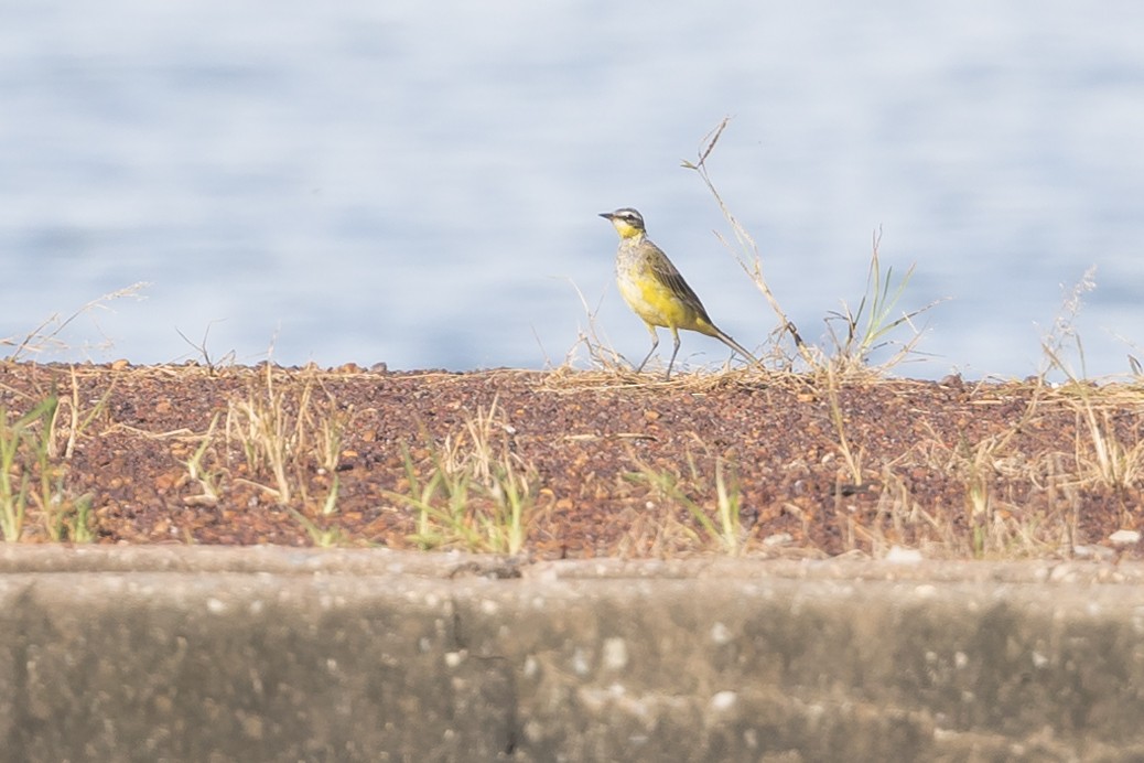 Eastern Yellow Wagtail - ML615850515