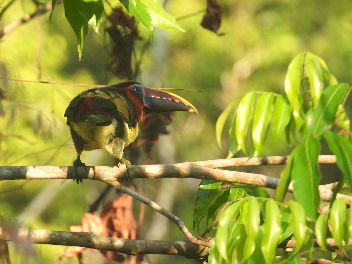 Green Aracari - bob butler