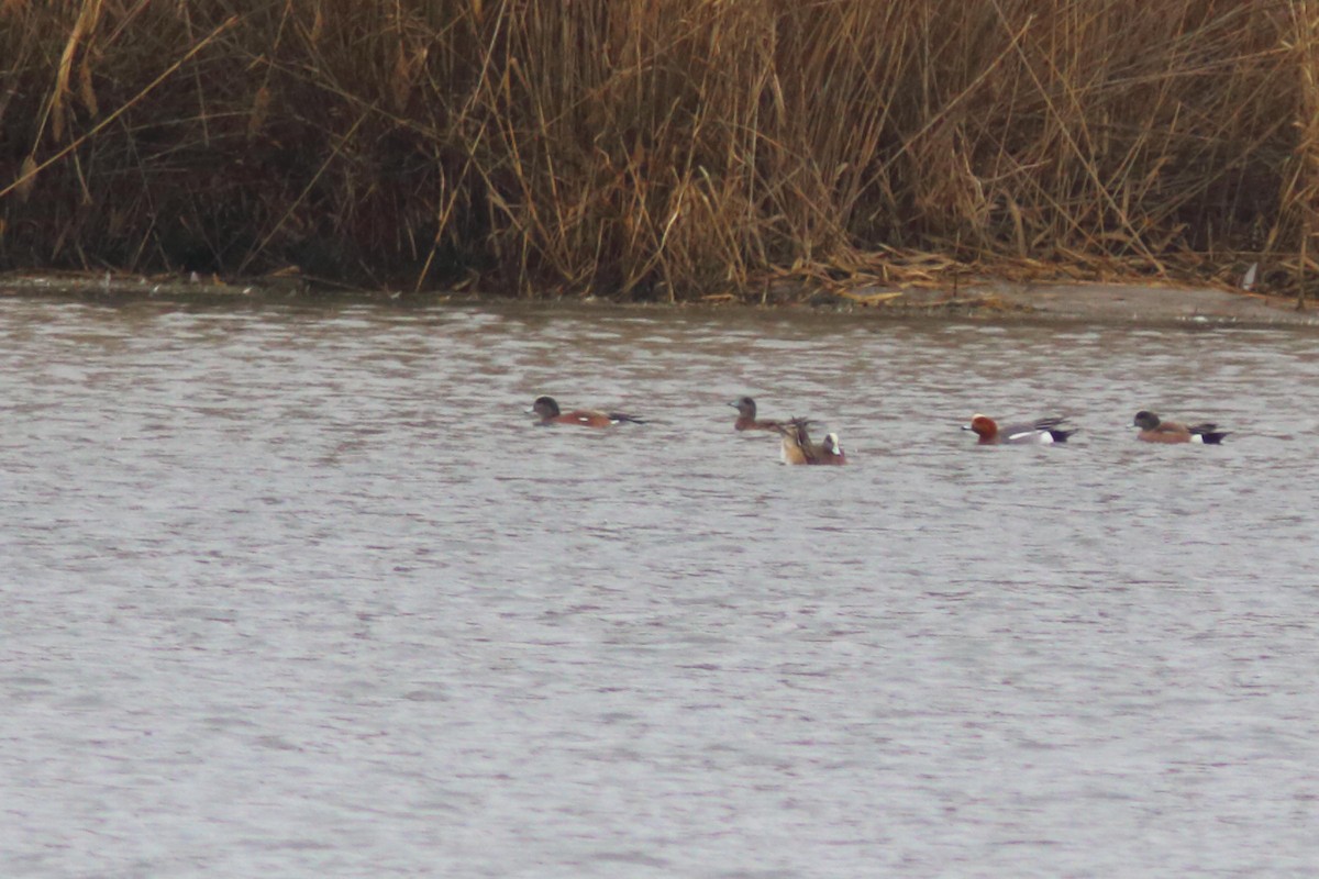 Eurasian Wigeon - ML615850617