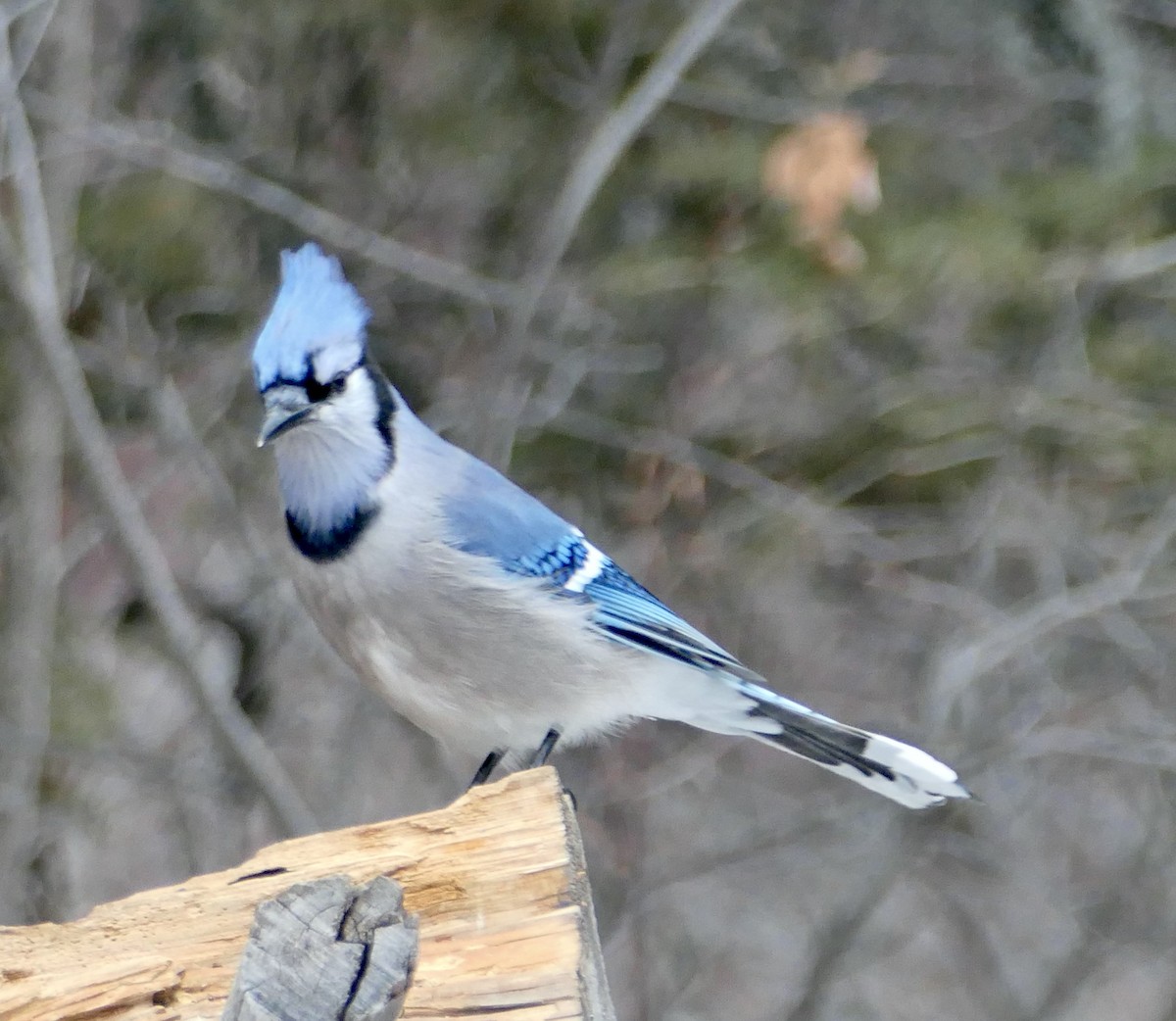 Blue Jay - Jim St Laurent