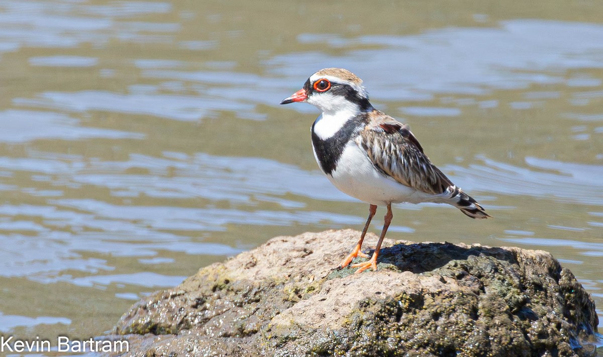 Black-fronted Dotterel - Kevin Bartram