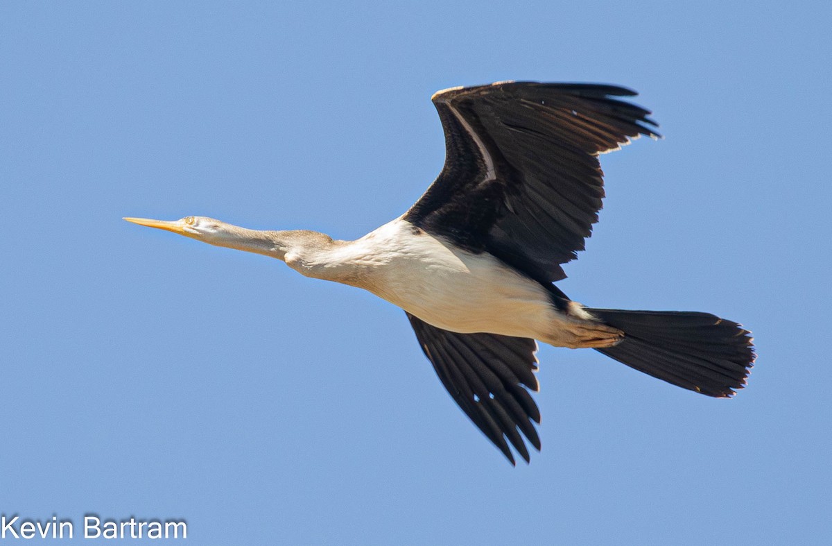 Anhinga Australiana - ML615850683