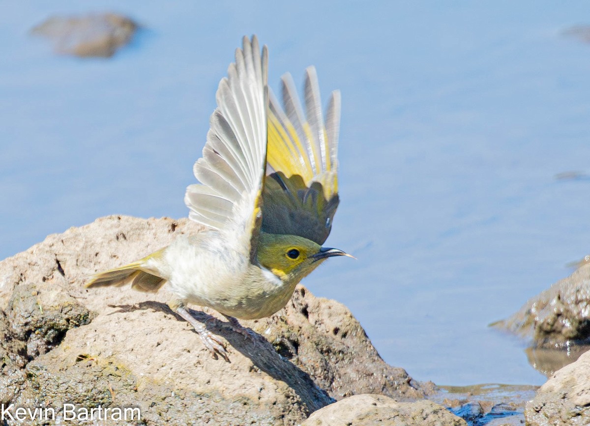 White-plumed Honeyeater - Kevin Bartram