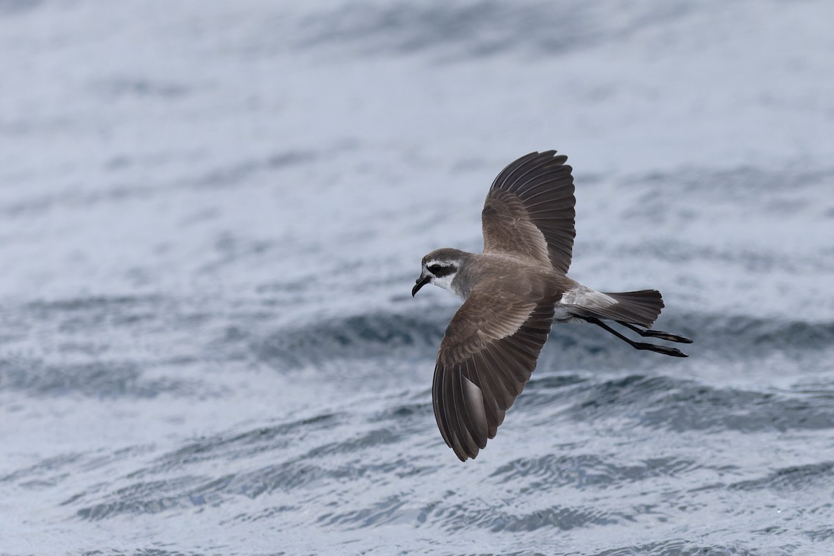 White-faced Storm-Petrel - ML615850734