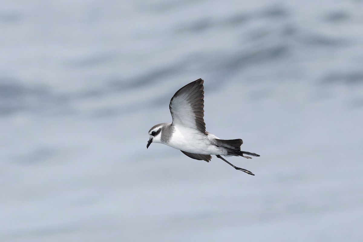 White-faced Storm-Petrel - ML615850735