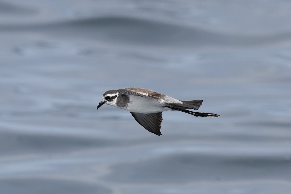 White-faced Storm-Petrel - ML615850736