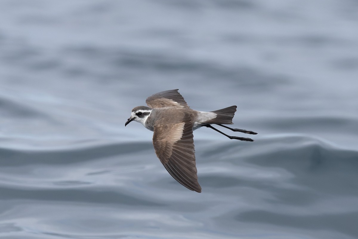 White-faced Storm-Petrel - ML615850737