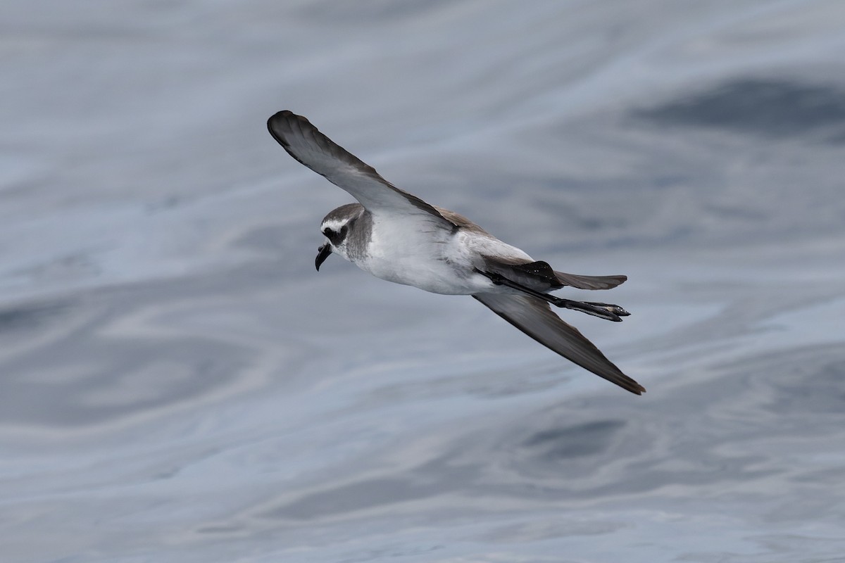 White-faced Storm-Petrel - ML615850738