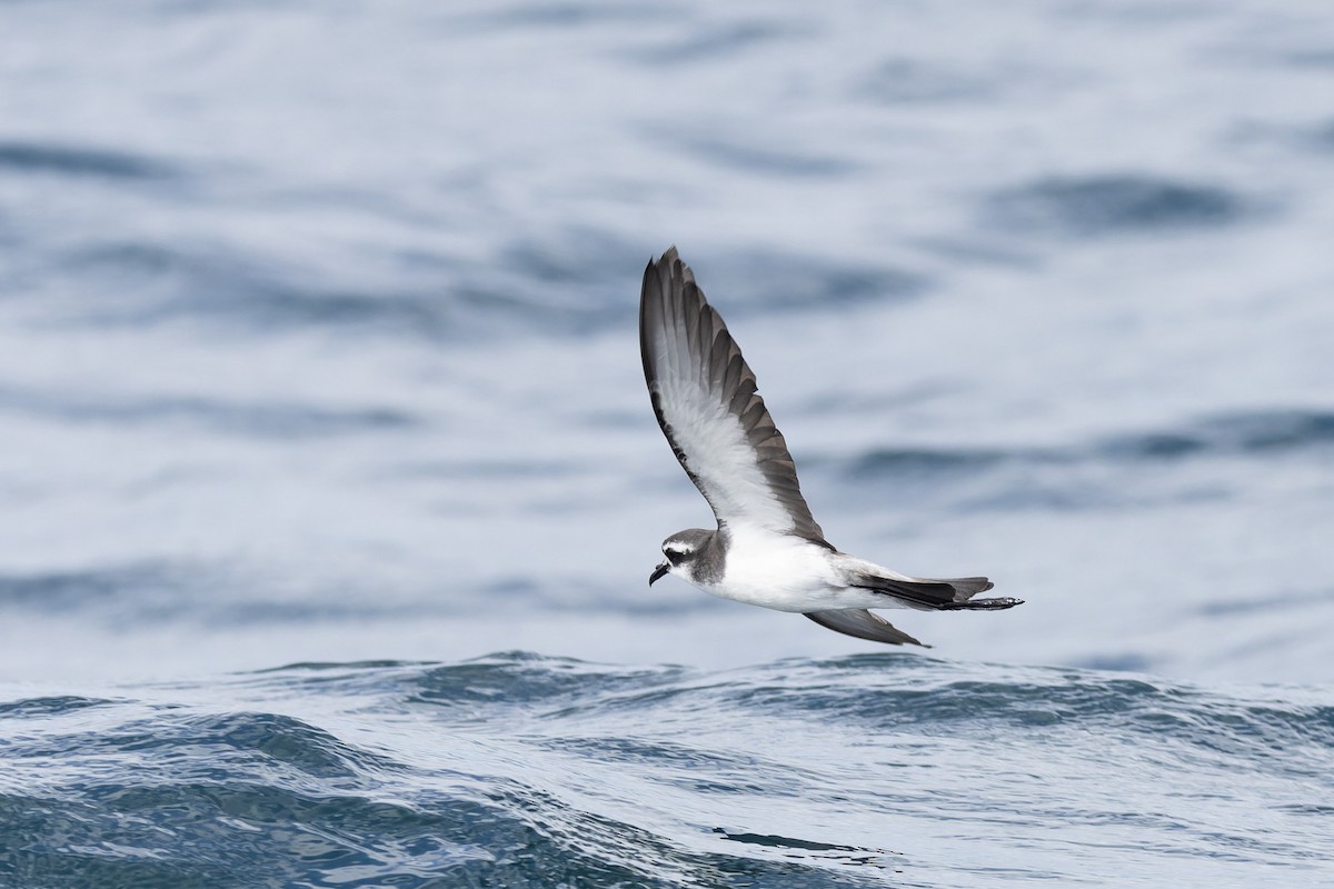 White-faced Storm-Petrel - ML615850739