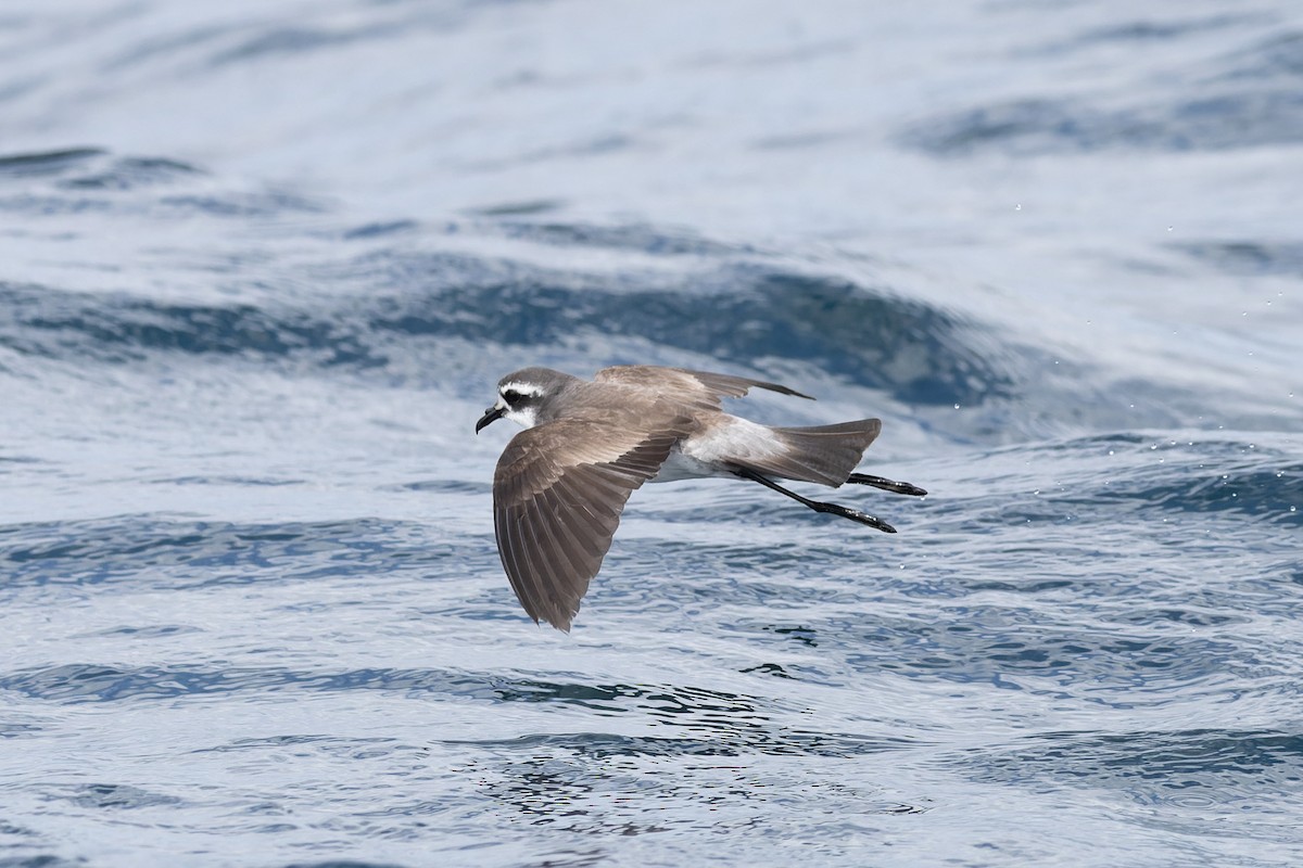 White-faced Storm-Petrel - ML615850740