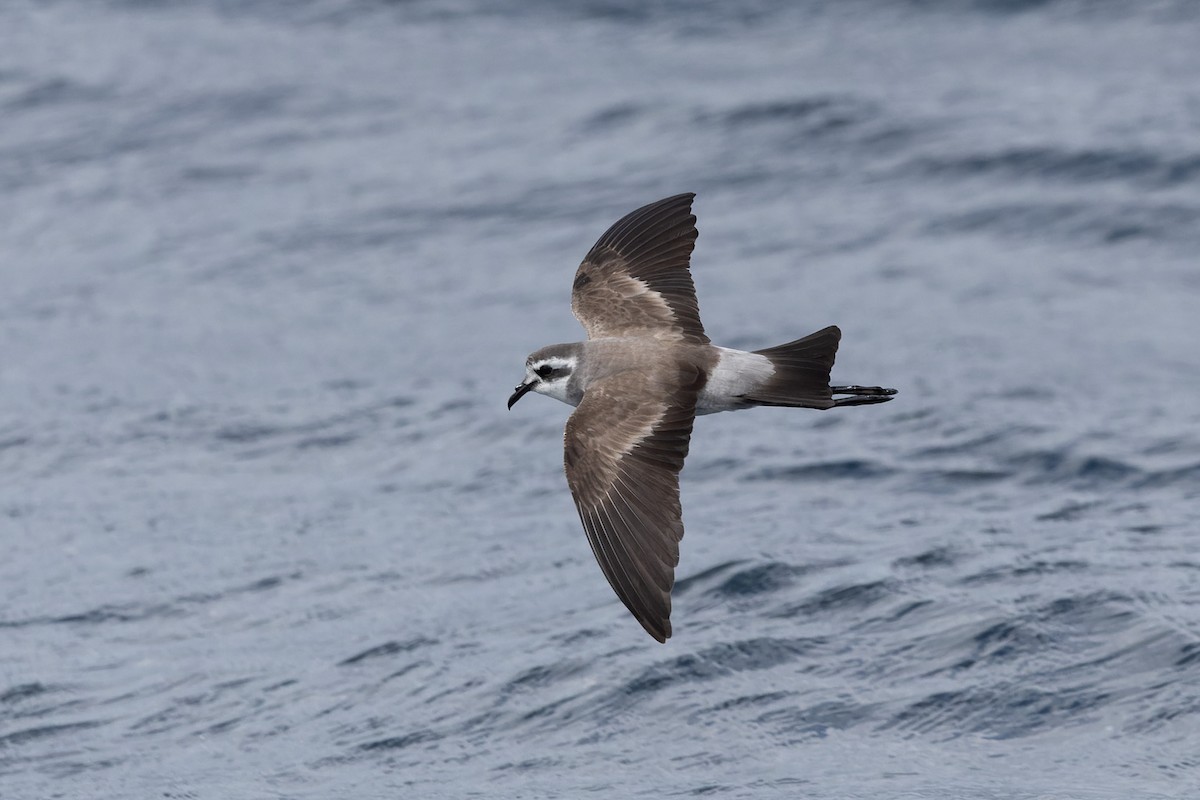 White-faced Storm-Petrel - ML615850741