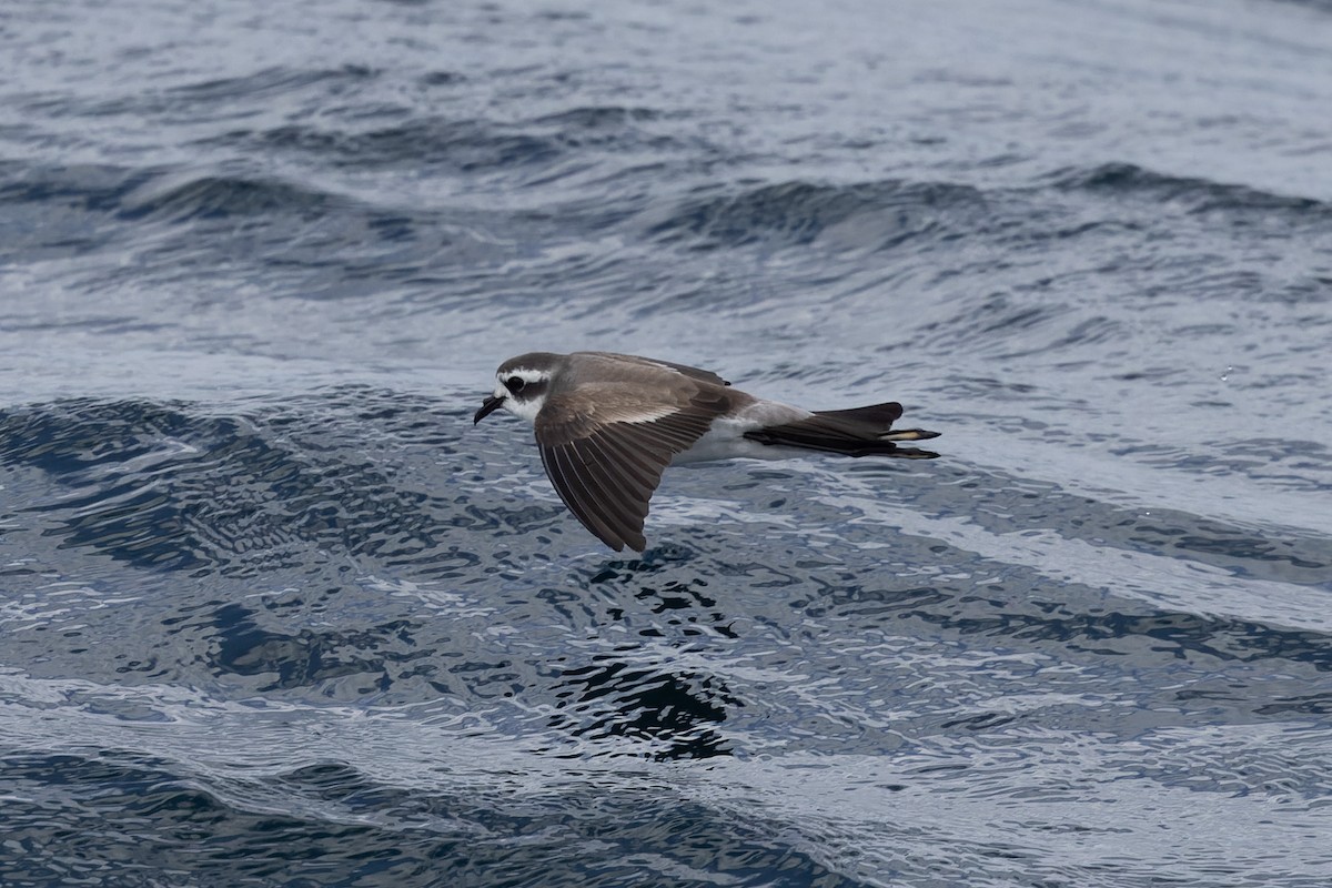 White-faced Storm-Petrel - ML615850742