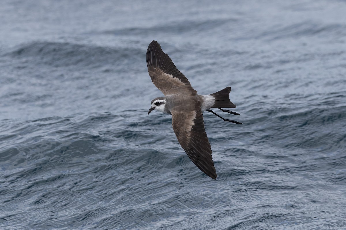 White-faced Storm-Petrel - ML615850743