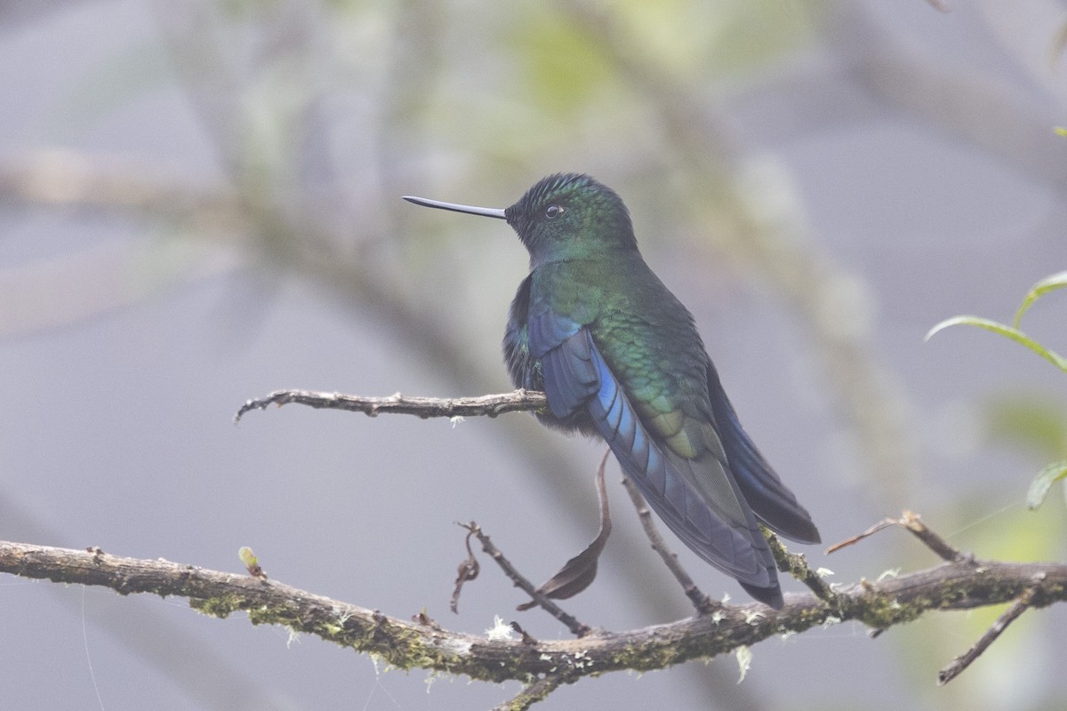 kolibřík modrokřídlý - ML615850777