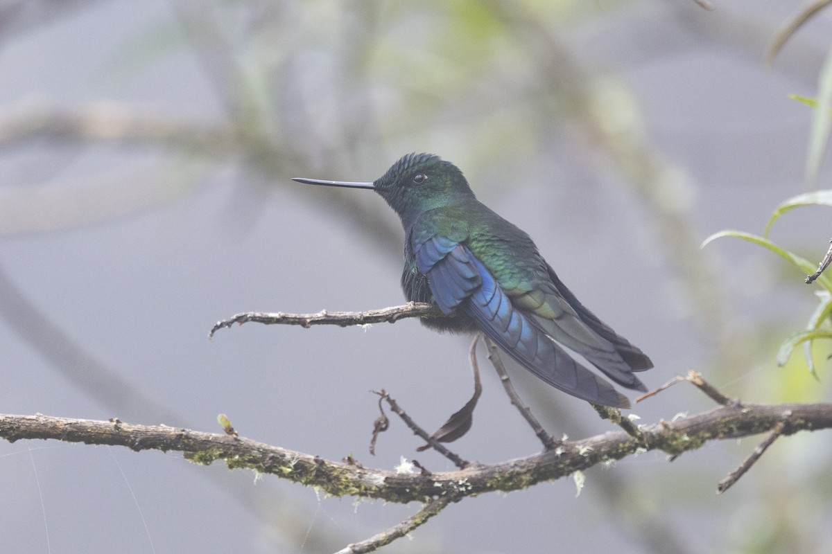 kolibřík modrokřídlý - ML615850778