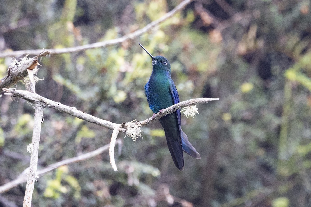 kolibřík modrokřídlý - ML615850779