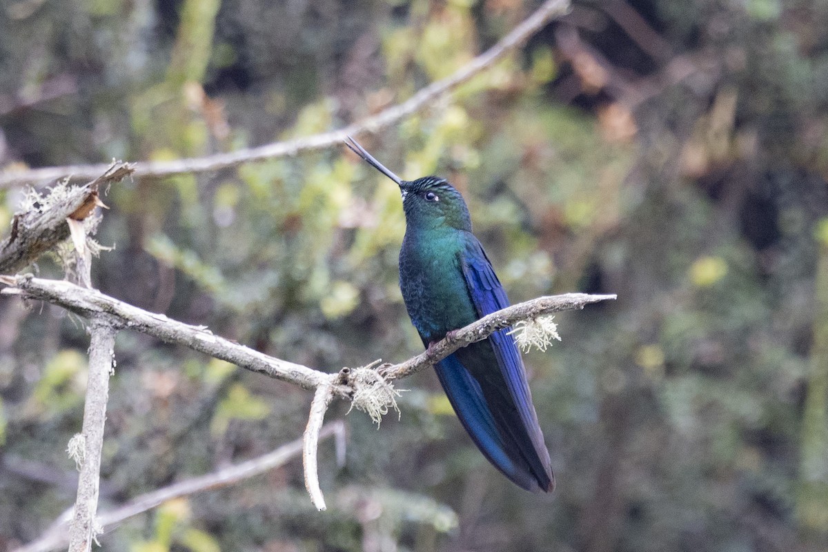 kolibřík modrokřídlý - ML615850780