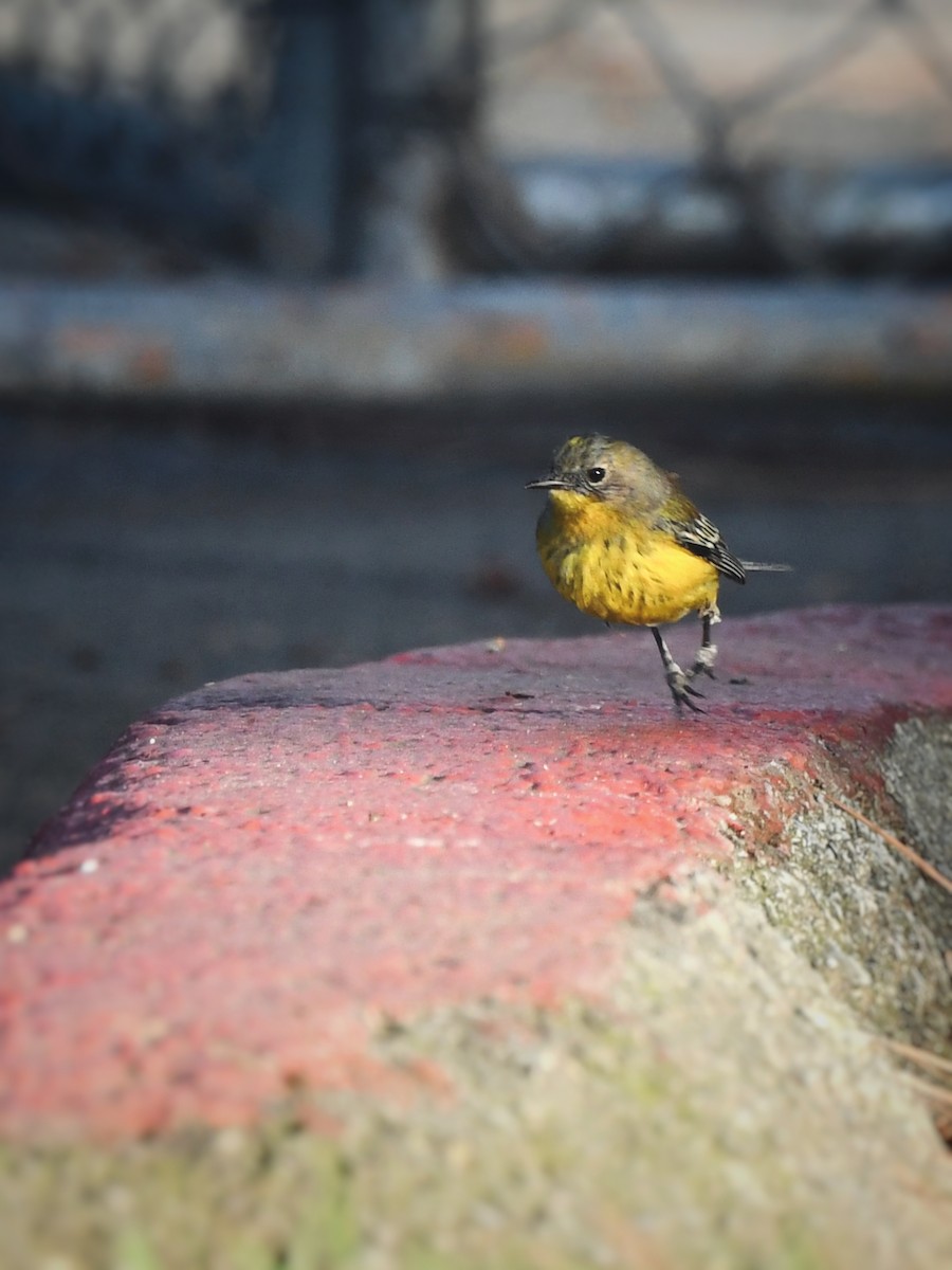 Magnolia x Yellow-rumped Warbler (hybrid) - ML615850788