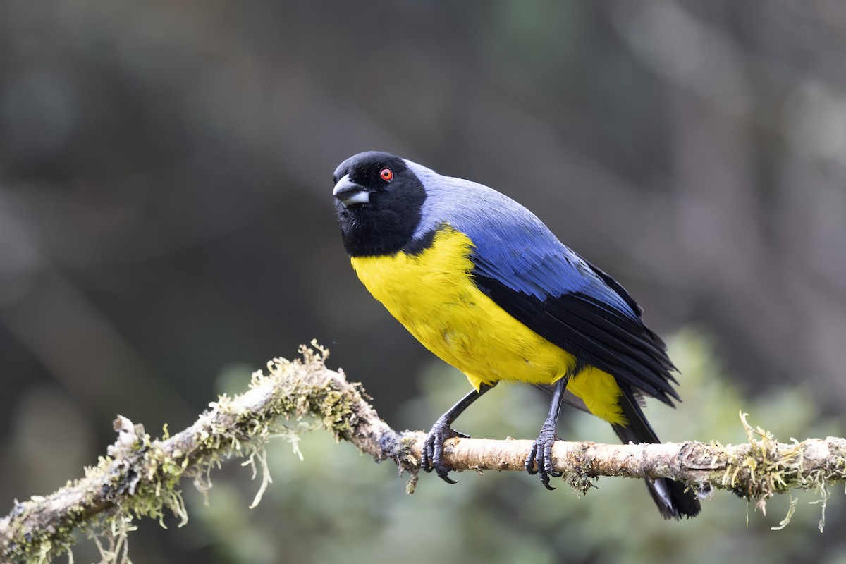 Hooded Mountain Tanager - ML615850810