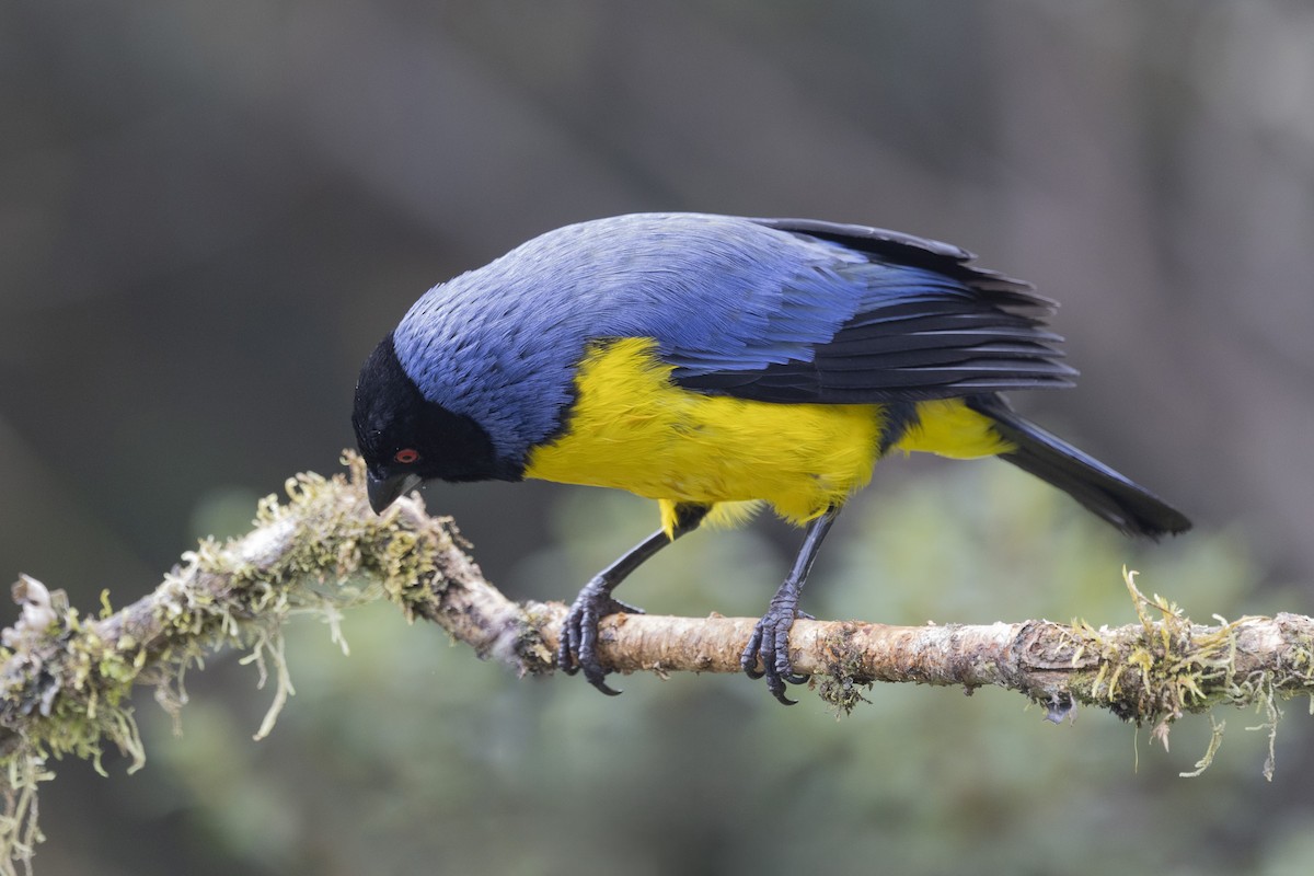 Hooded Mountain Tanager - ML615850811