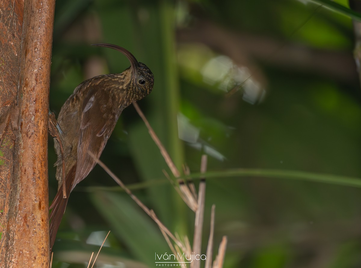 Brown-billed Scythebill - ML615850842