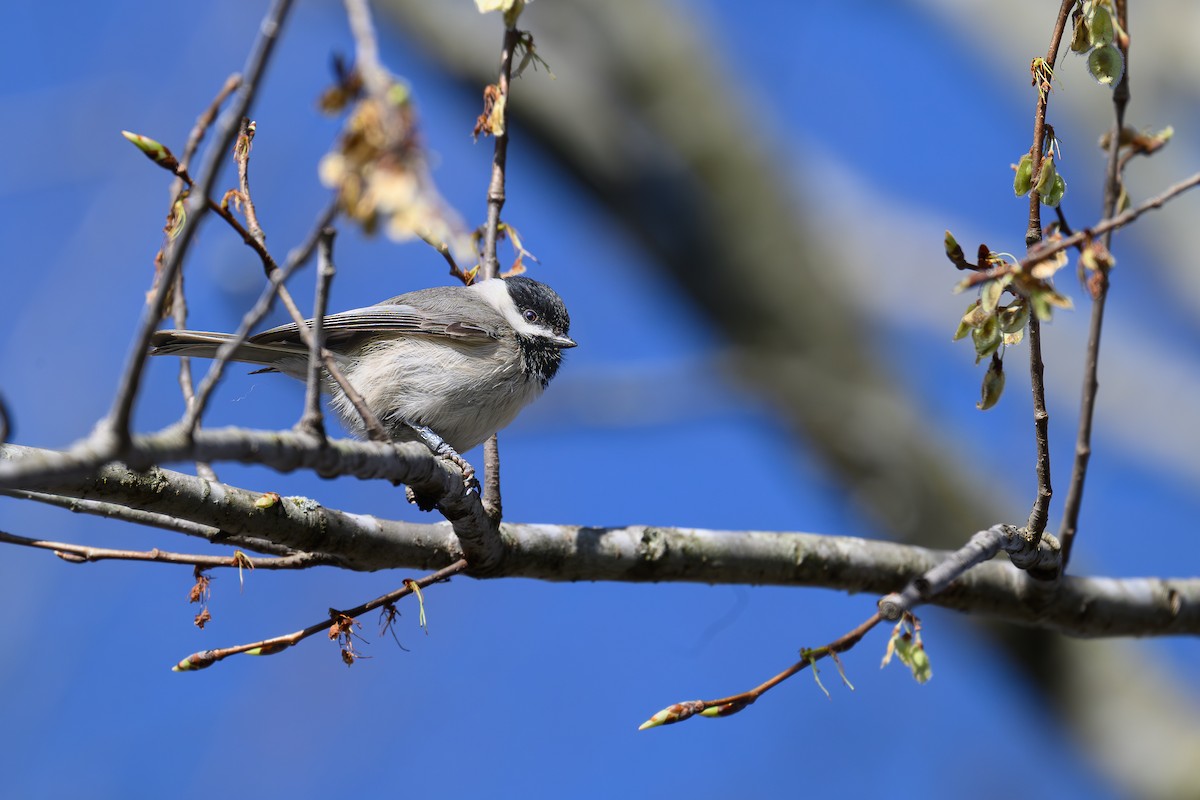 Carolina Chickadee - ML615850875