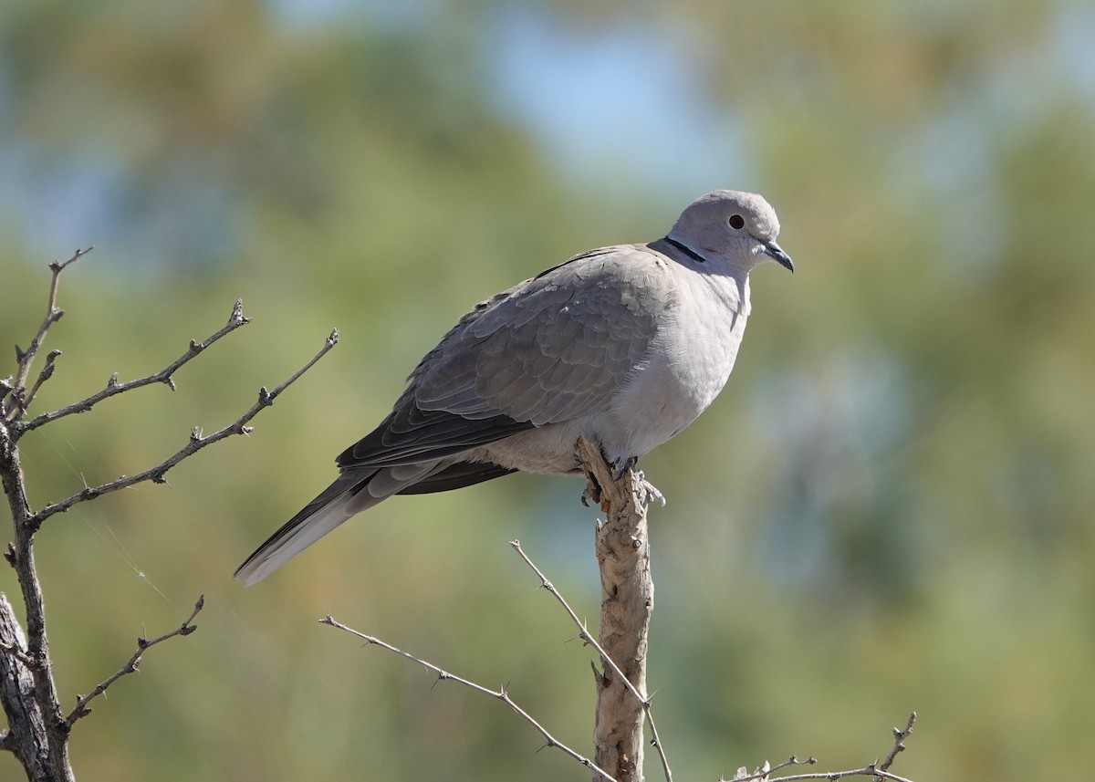 Eurasian Collared-Dove - ML615850879
