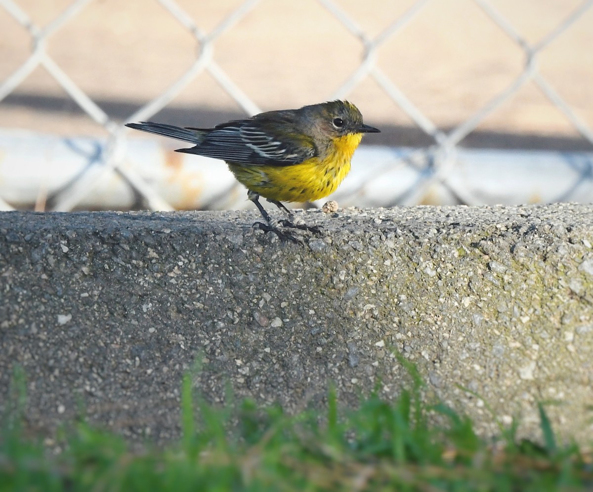 Magnolia x Yellow-rumped Warbler (hybrid) - ML615850889