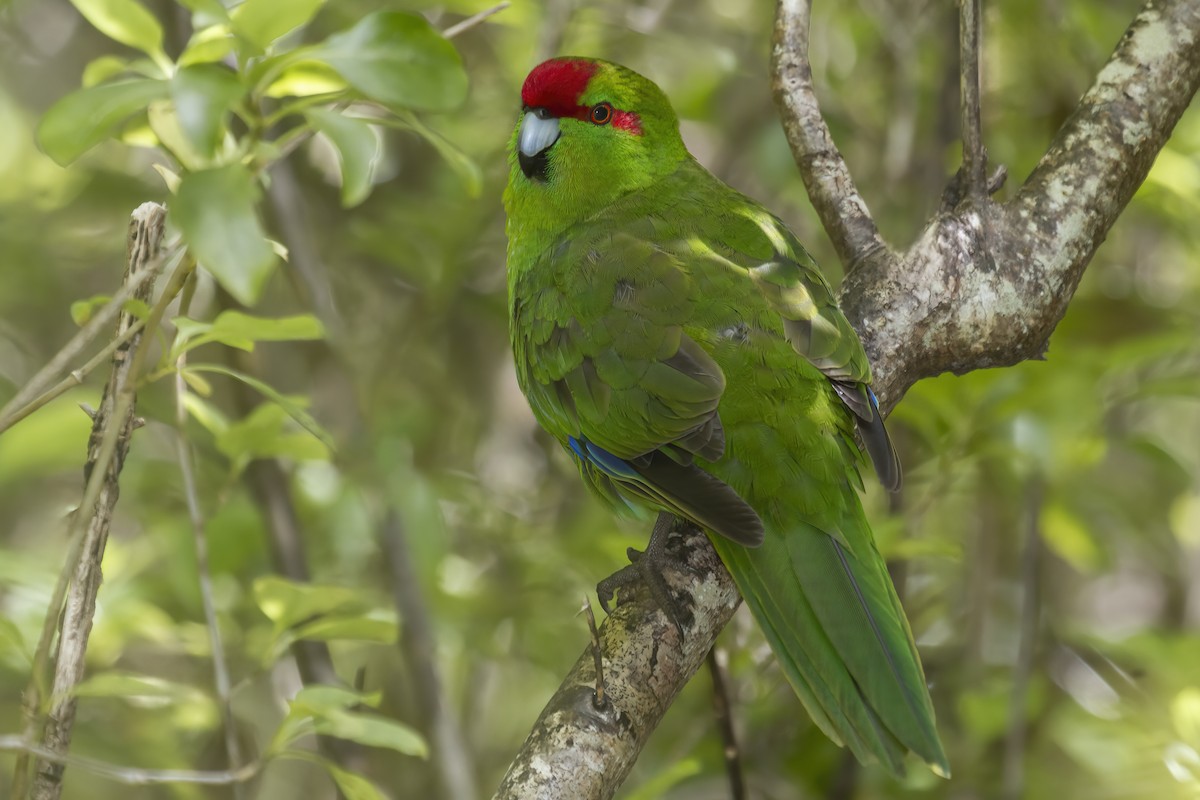 Red-crowned Parakeet - Glenda Rees
