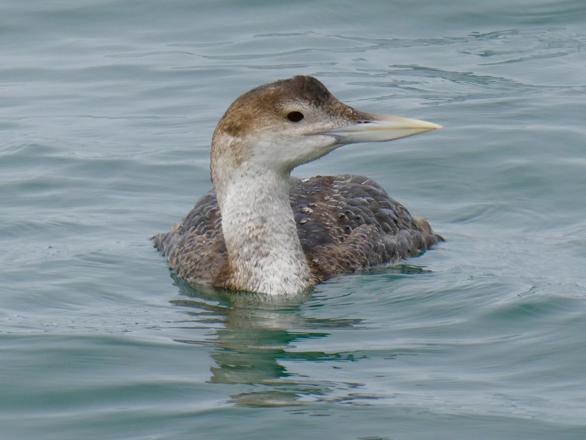 Yellow-billed Loon - Garrett Pierce