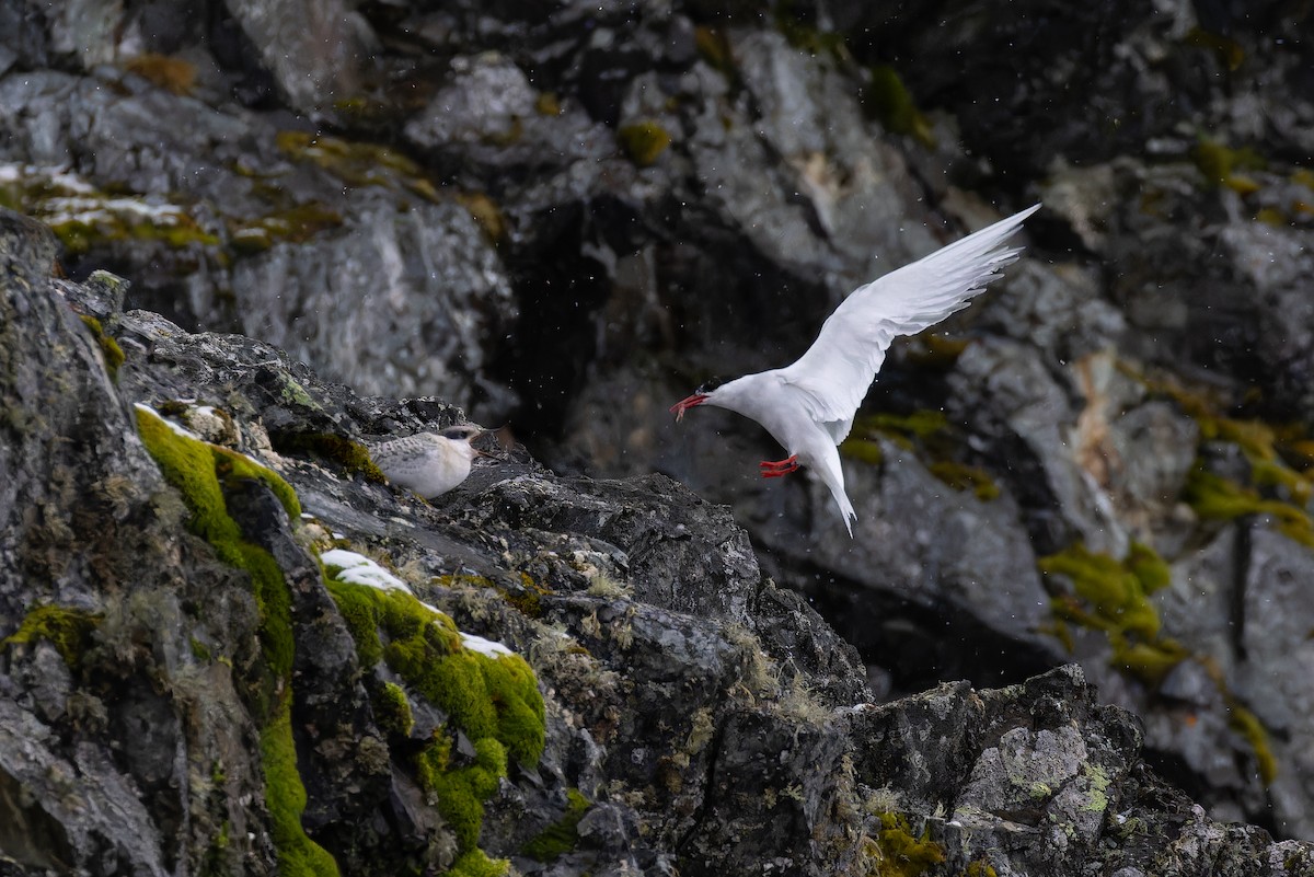 Antarctic Tern (Antarctic) - Alex Rinkert