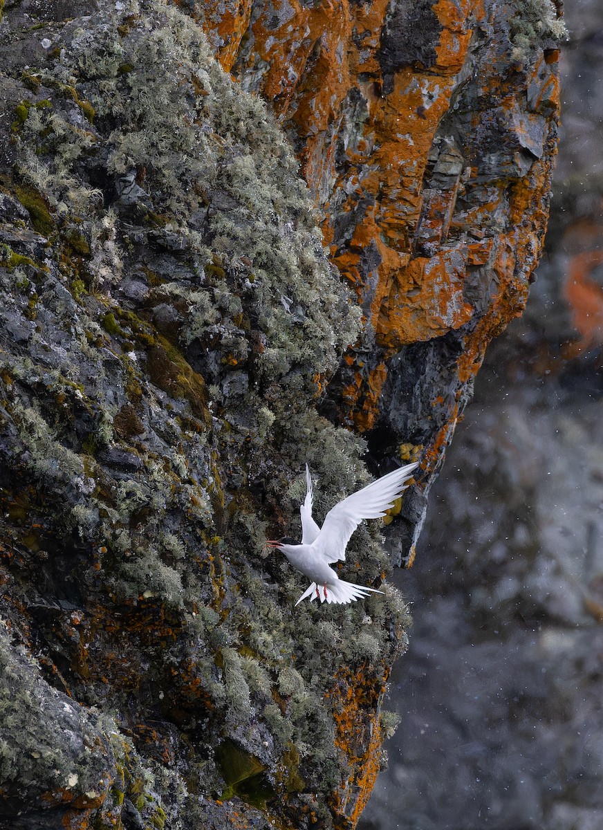 Antarctic Tern (Antarctic) - Alex Rinkert