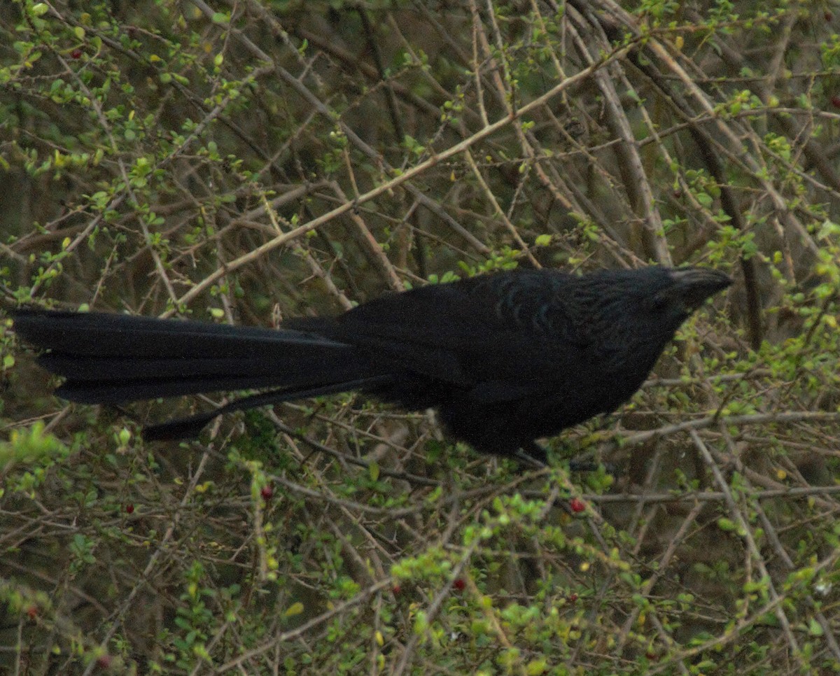 Groove-billed Ani - ML615851046