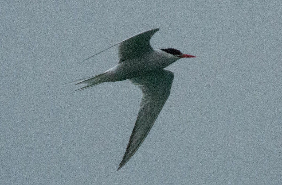South American Tern - Doug Faulkner