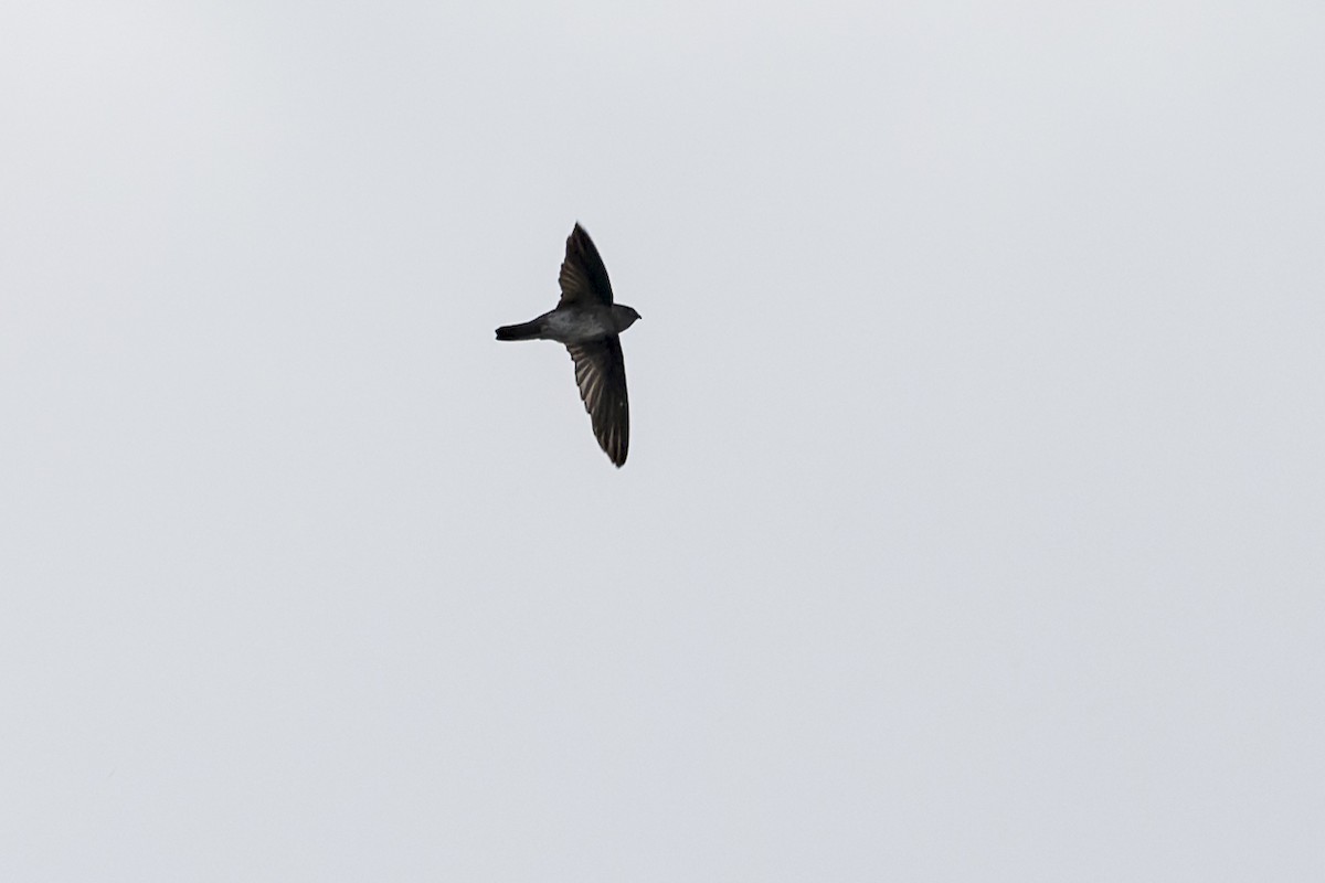 Cave Swiftlet - ML615851059