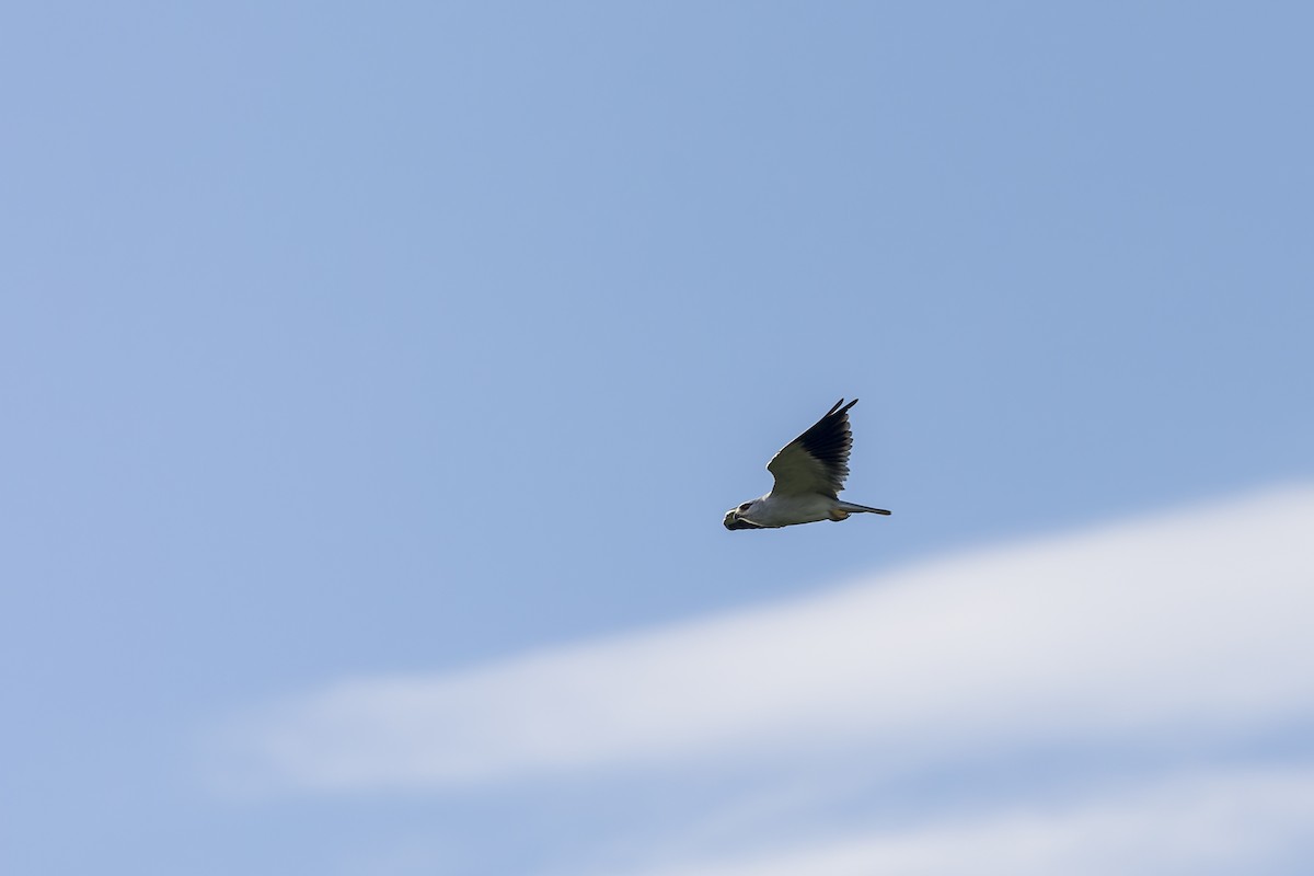 Black-winged Kite - ML615851146