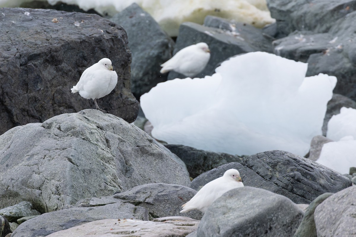 Snowy Sheathbill - Alex Rinkert