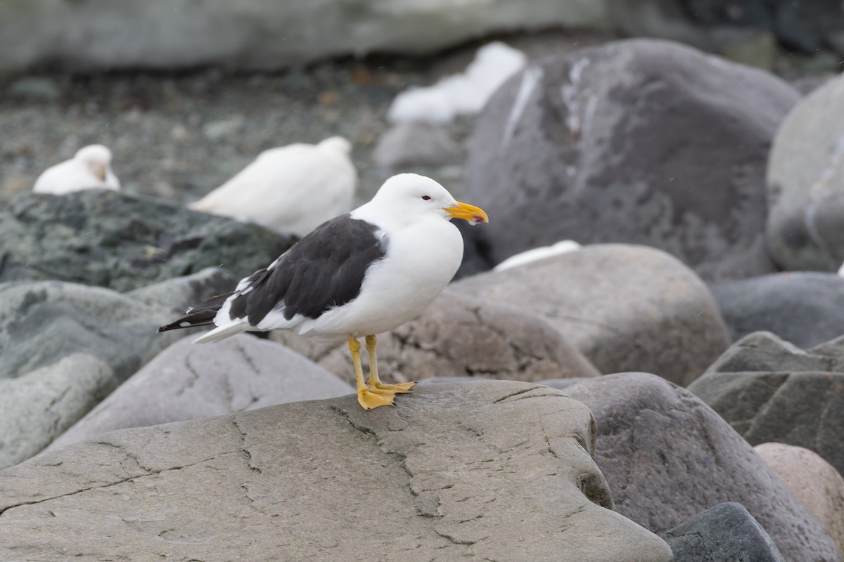 Kelp Gull - Alex Rinkert