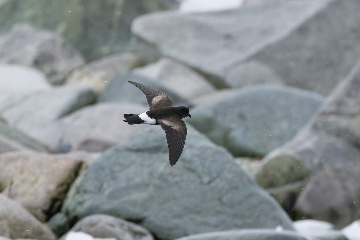 Wilson's Storm-Petrel (Wilson's) - Alex Rinkert