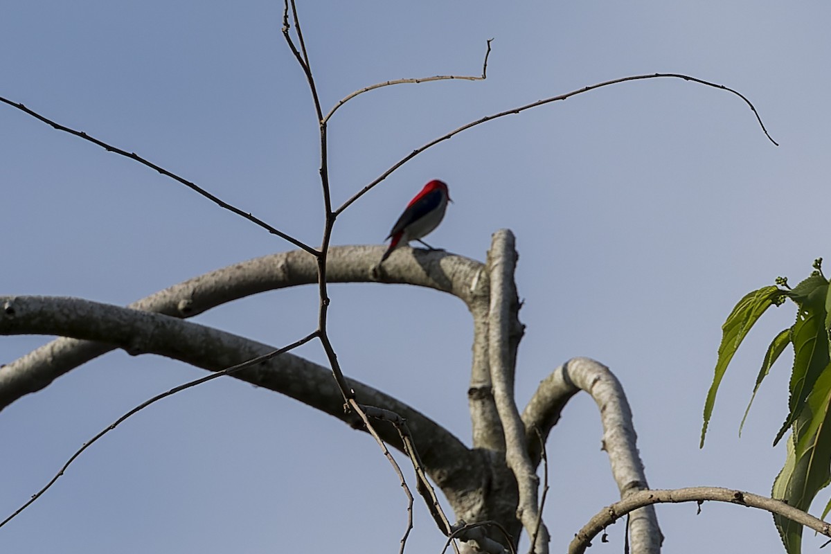 Scarlet-headed Flowerpecker - ML615851220