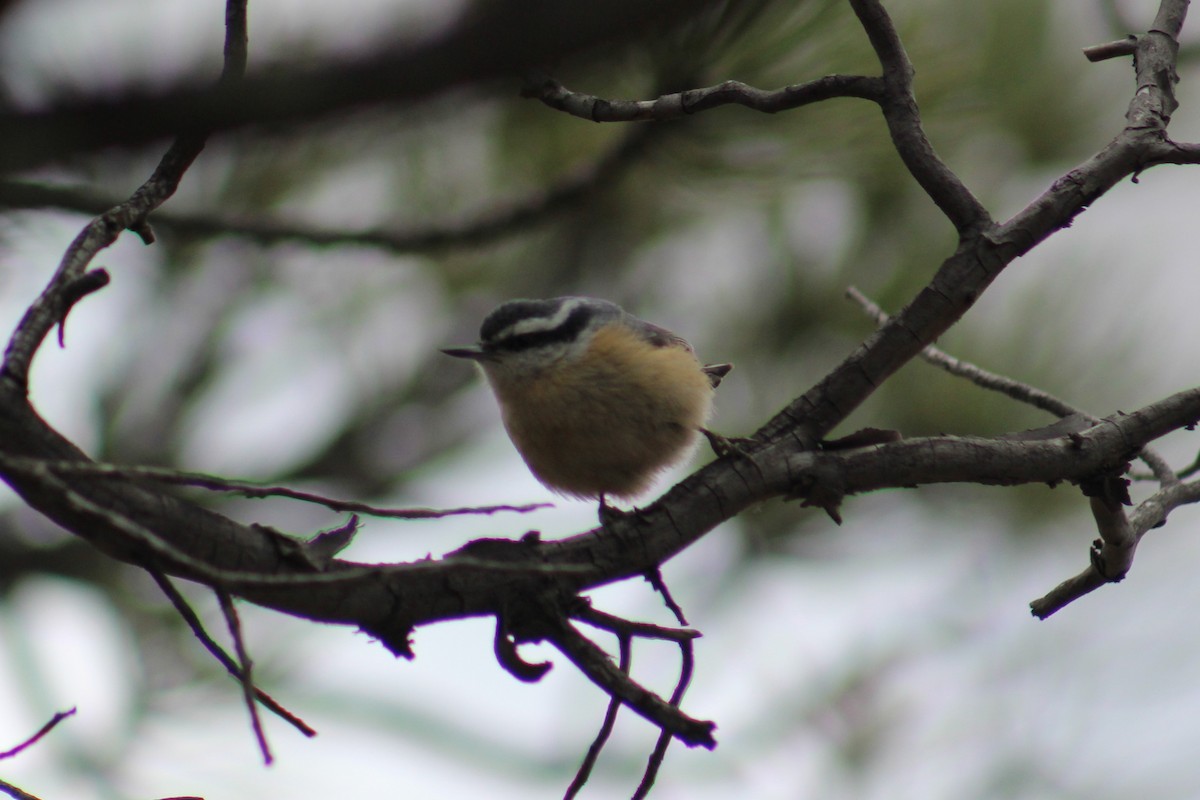 Red-breasted Nuthatch - ML615851305