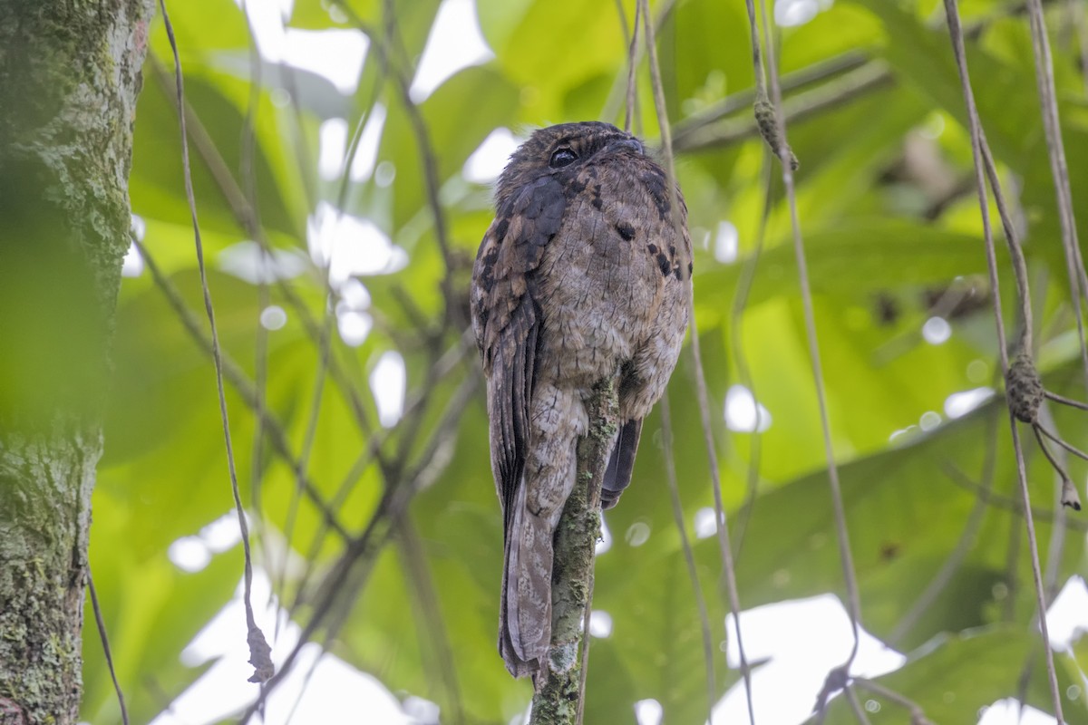 Common Potoo - ML615851331