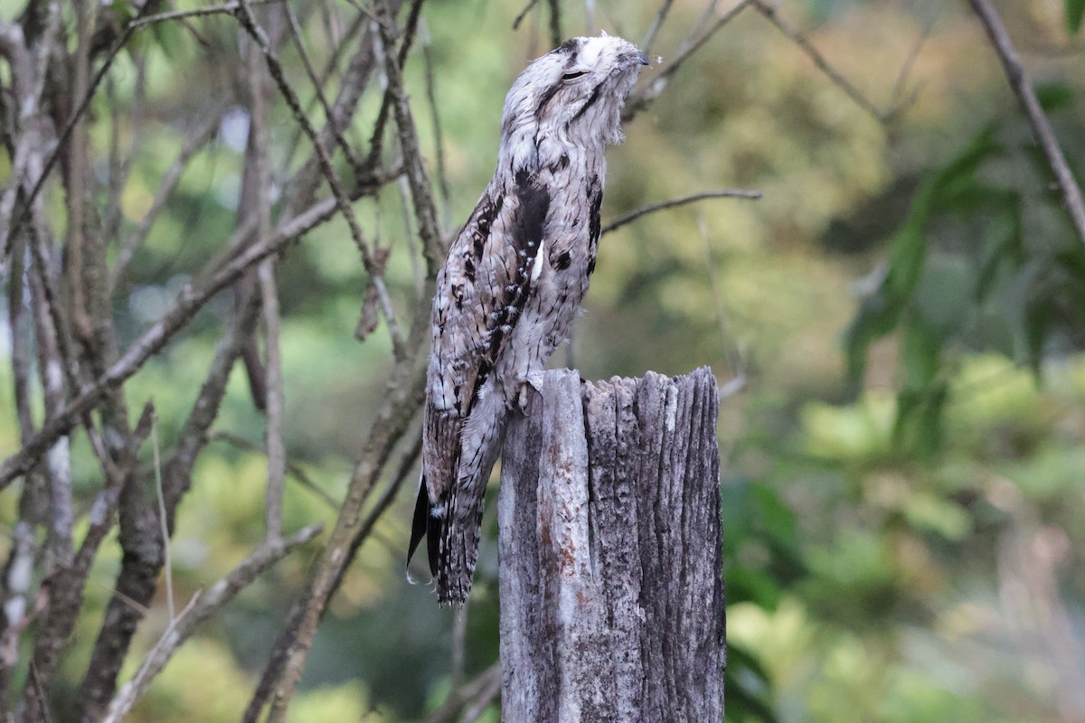 Common Potoo - ML615851351