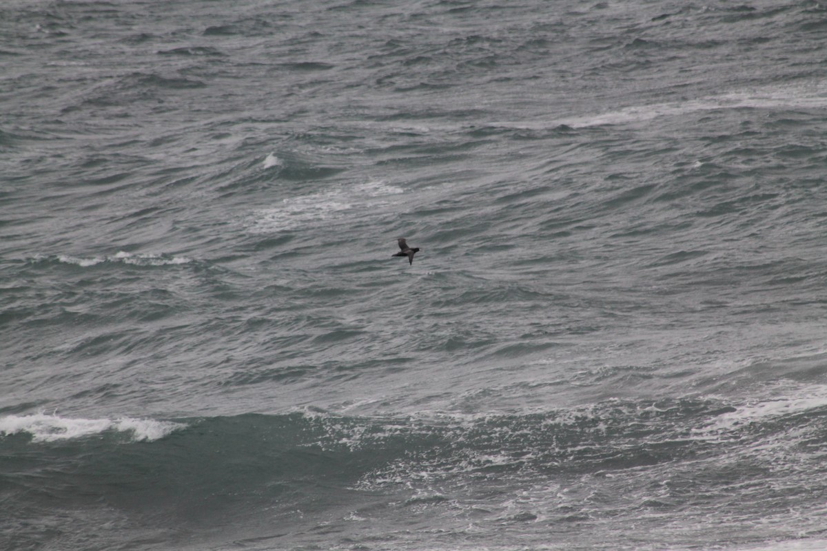 Southern/Northern Giant-Petrel - ML615851355