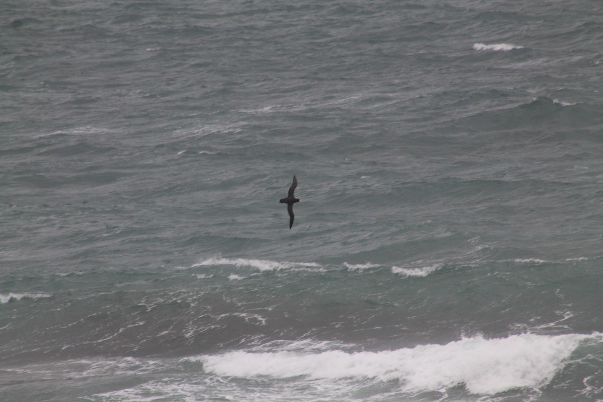 Southern/Northern Giant-Petrel - ML615851360